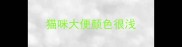 猫咪大便颜色很浅