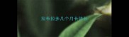 拉布拉多几个月长体长