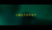 小狗几个月不长个