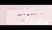 边牧生了一只不生了
