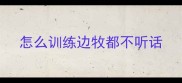 怎么训练边牧都不听话
