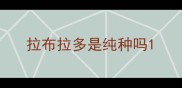 拉布拉多是纯种吗
