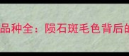 边境牧羊犬稀有品种全陨石斑毛色背后的科学饲养指南