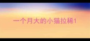 一个月大的小猫拉稀