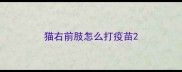 猫右前肢怎么打疫苗