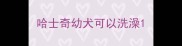 哈士奇幼犬可以洗澡