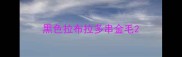 黑色拉布拉多串金毛