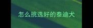 怎么挑选好的泰迪犬