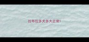 拉布拉多犬多大正常