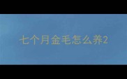 七个月金毛怎么养