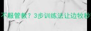 边牧外出不服管教3步训练法让边牧秒变乖宝宝