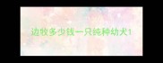 边牧多少钱一只纯种幼犬