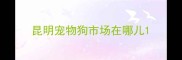 昆明宠物狗市场在哪儿