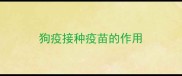 狗疫接种疫苗的作用
