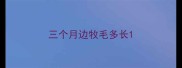 三个月边牧毛多长
