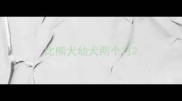 比熊犬幼犬两个月