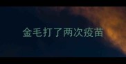 金毛打了两次疫苗