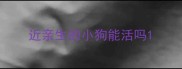 近亲生的小狗能活吗