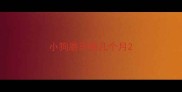 小狗磨牙棒几个月
