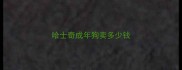哈士奇成年狗卖多少钱