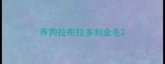 养狗拉布拉多和金毛