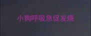 小狗呼吸急促发烧