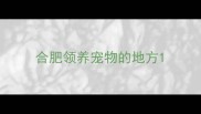 合肥领养宠物的地方