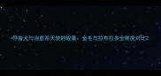 导盲犬与治愈系天使的较量金毛与拉布拉多全维度对比