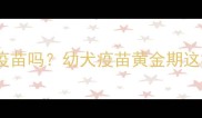 哺乳期狗狗能打疫苗吗幼犬疫苗黄金期这样安排不踩坑