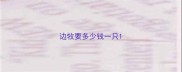 边牧要多少钱一只