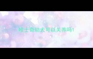 哈士奇幼犬可以关养吗