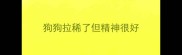 狗狗拉稀了但精神很好