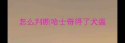 怎么判断哈士奇得了犬瘟