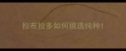 拉布拉多如何挑选纯种