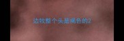 边牧整个头是褐色的