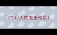 7个月大的魔王松鼠