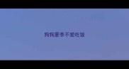 狗狗夏季不爱吃饭