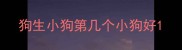 狗生小狗第几个小狗好