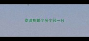 泰迪狗最少多少钱一只