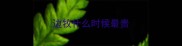 边牧什么时候最贵