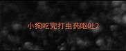 小狗吃完打虫药呕吐