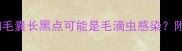 北京养宠必看狗狗毛囊长黑点可能是毛滴虫感染附专业医生诊断指南
