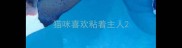 猫咪喜欢粘着主人
