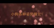 小狗各种姿势睡觉