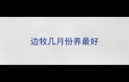 边牧几月份养最好