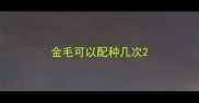 金毛可以配种几次