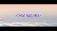小狗疫苗免疫成功检查