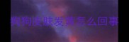 狗狗皮肤发黄怎么回事