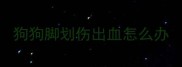 狗狗脚划伤出血怎么办