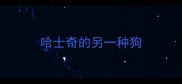 哈士奇的另一种狗
